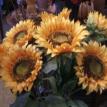 sunflowers