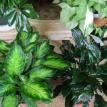 green plants