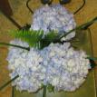 fresh cut hydrangeas