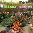 live blooming plants