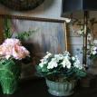 silk plants